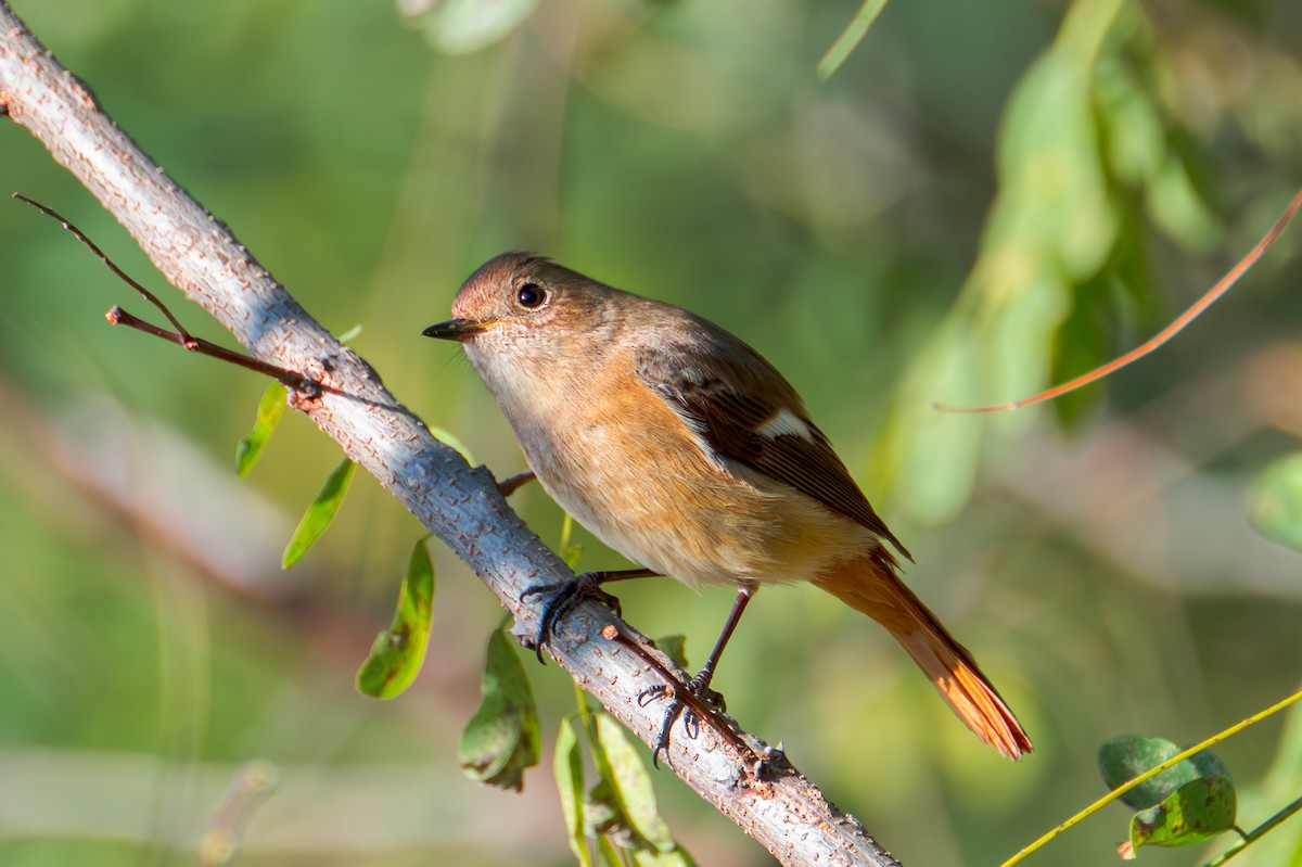 חכלילית סיבירית - ML644984725