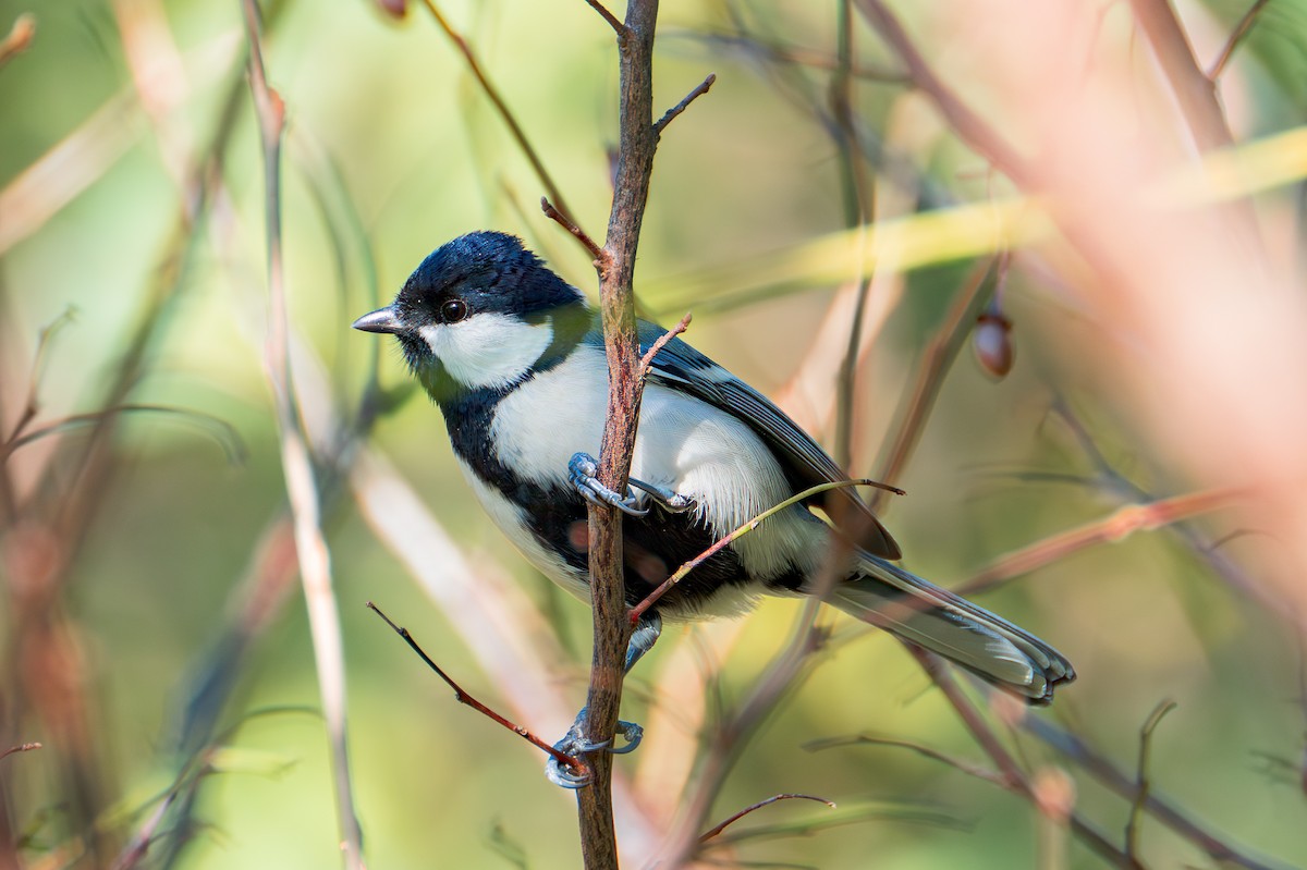 Asian Tit - ML644984727