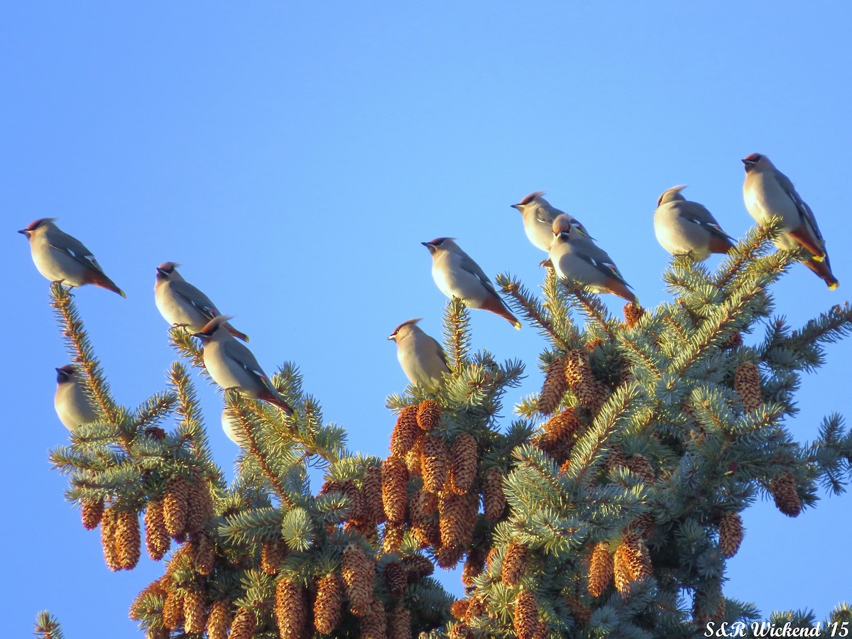 Ampelis Europeo - ML644984754