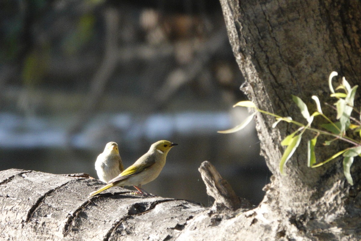 White-plumed Honeyeater - ML644984757