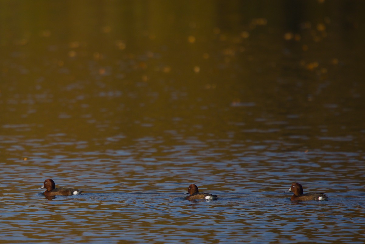 Ferruginous Duck - ML644984765