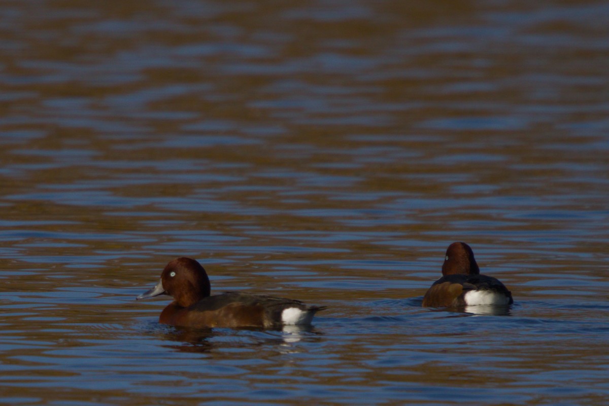 Ferruginous Duck - ML644984766