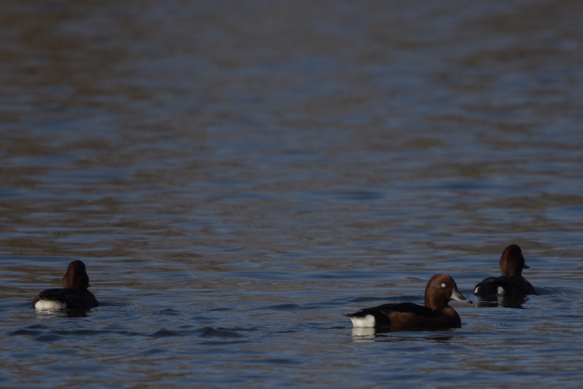 Ferruginous Duck - ML644984770