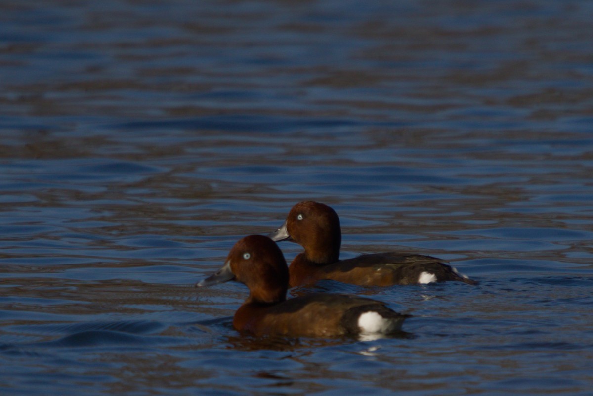 Ferruginous Duck - ML644984777