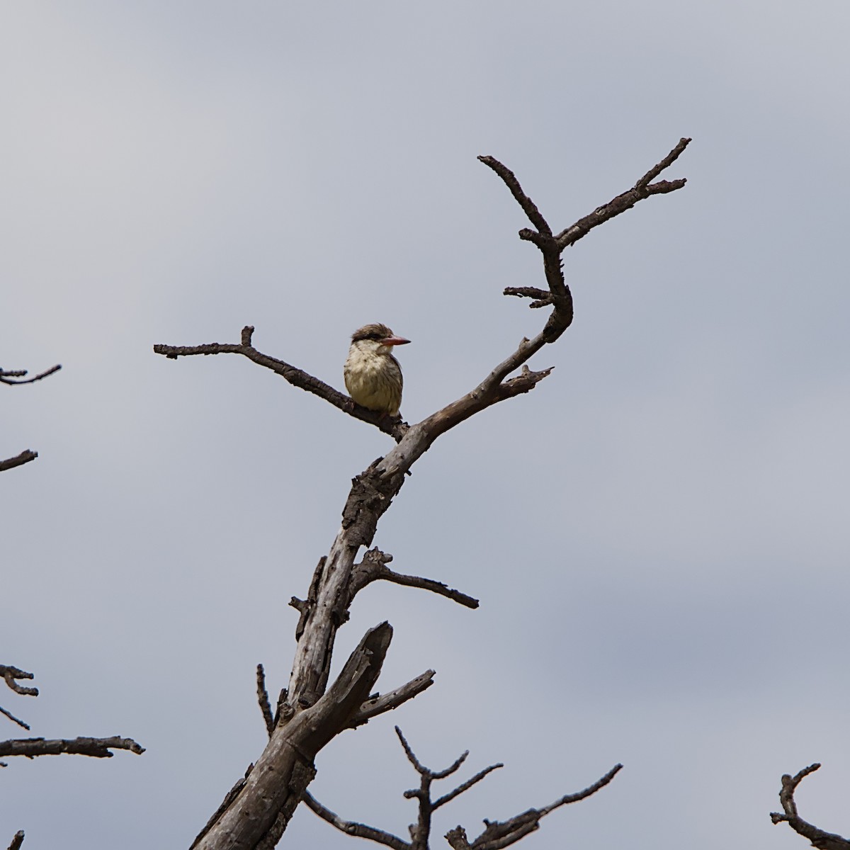 Striped Kingfisher - ML644984778
