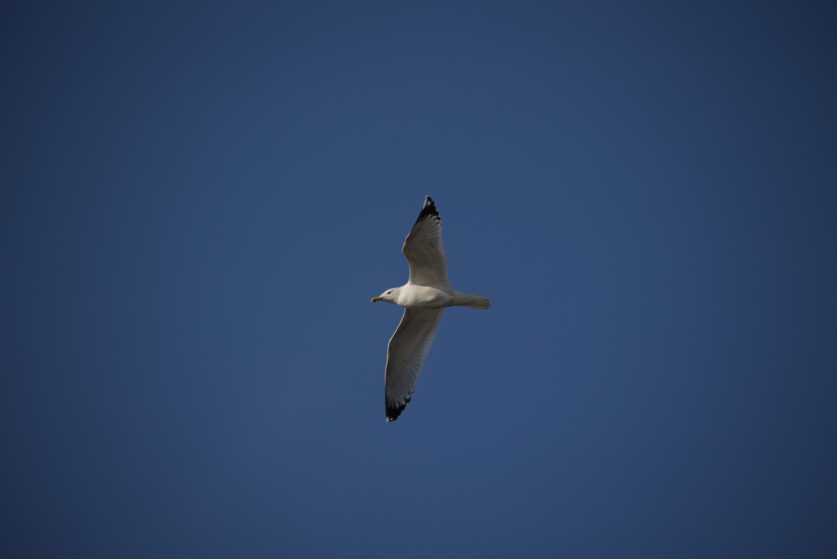 Caspian Gull - ML644984780