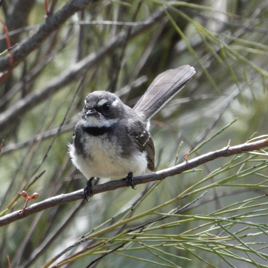 Gray Fantail - ML644984783