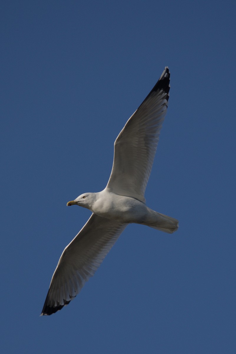Caspian Gull - ML644984784
