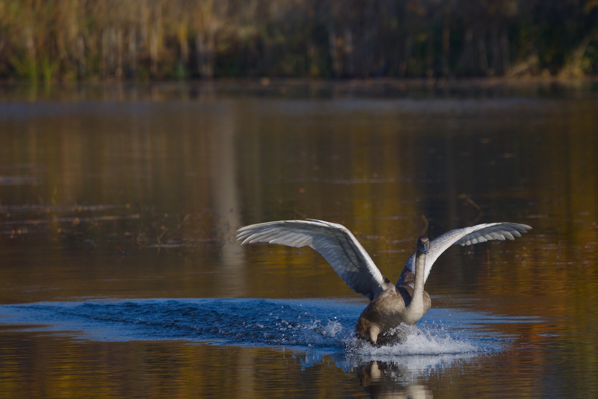 Mute Swan - ML644984788