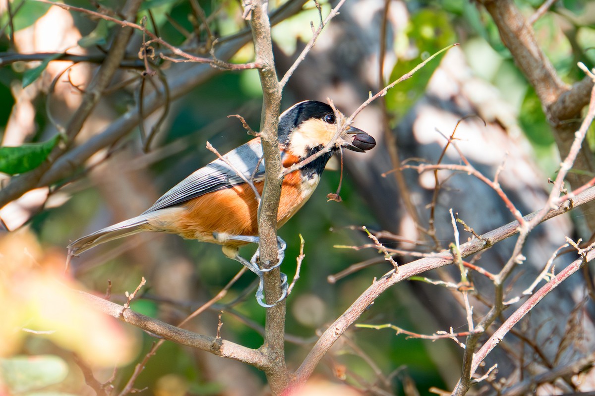 Varied Tit - ML644984792