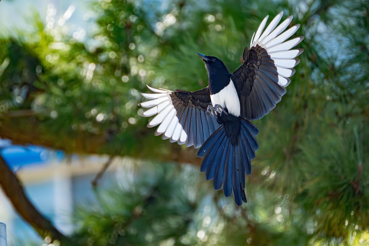 straka čínská - ML644984797