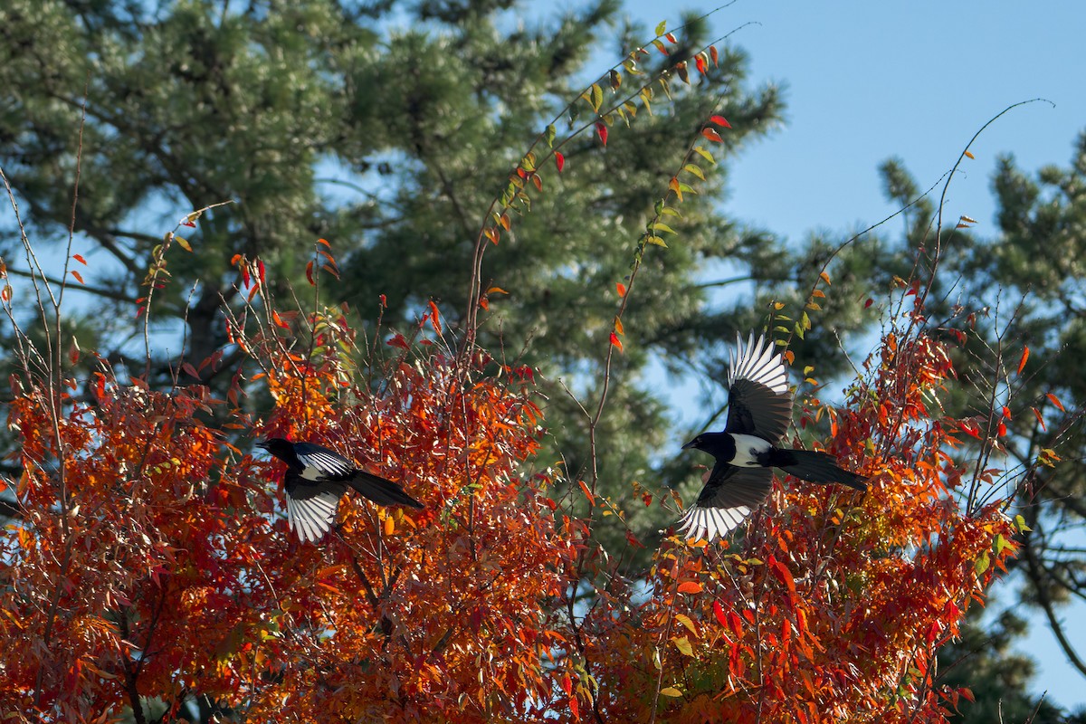 straka čínská - ML644984798