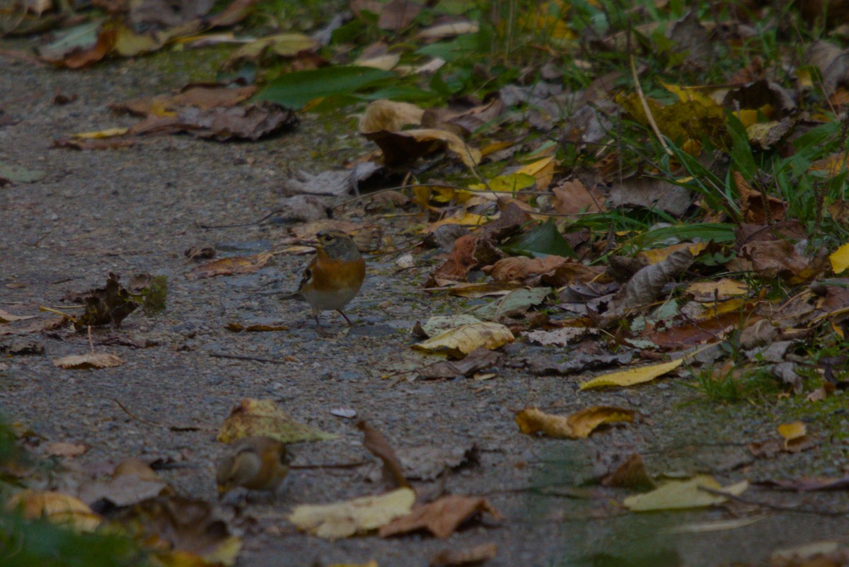 Brambling - ML644984801