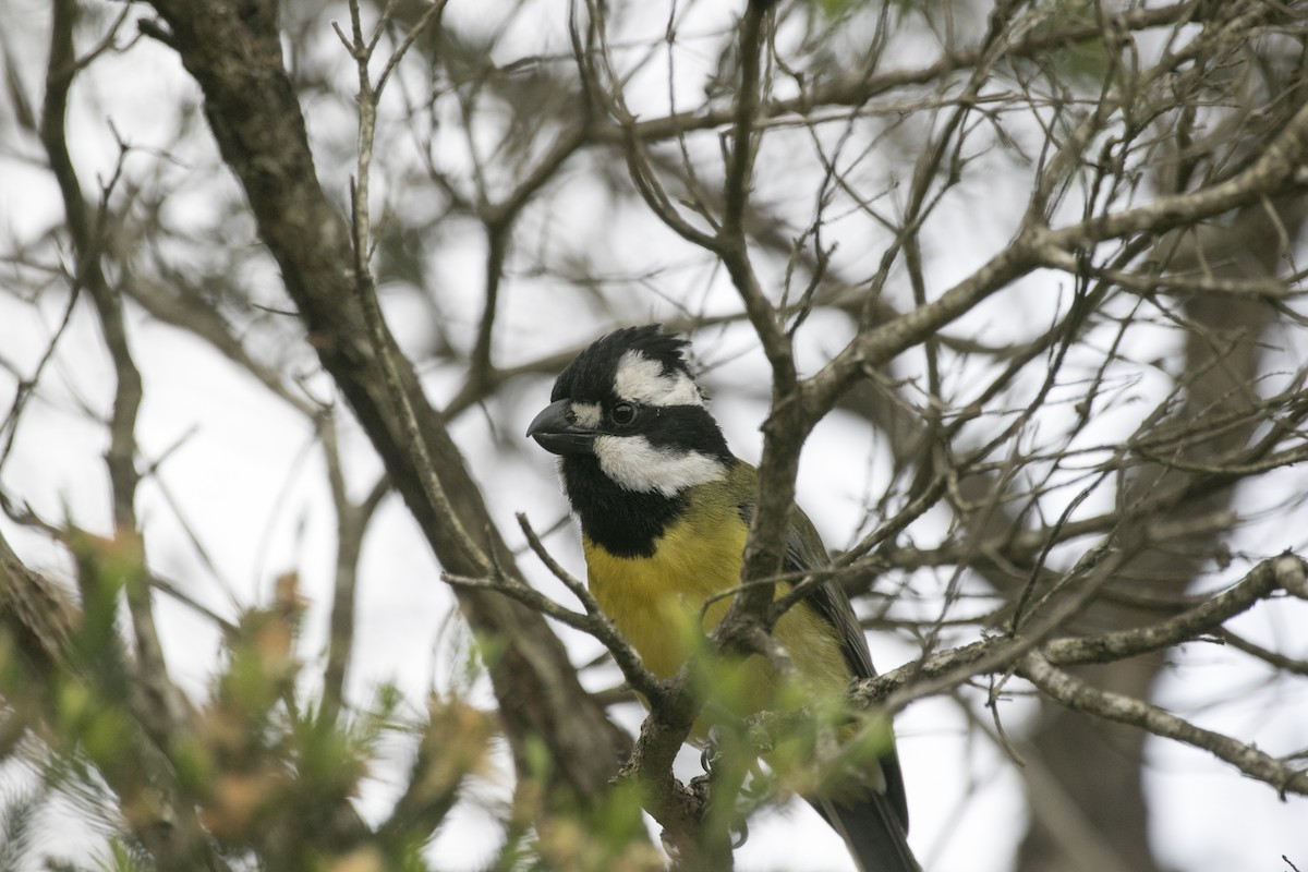 Eastern Shrike-tit - ML644984806