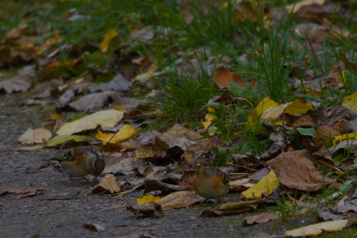 Brambling - ML644984808