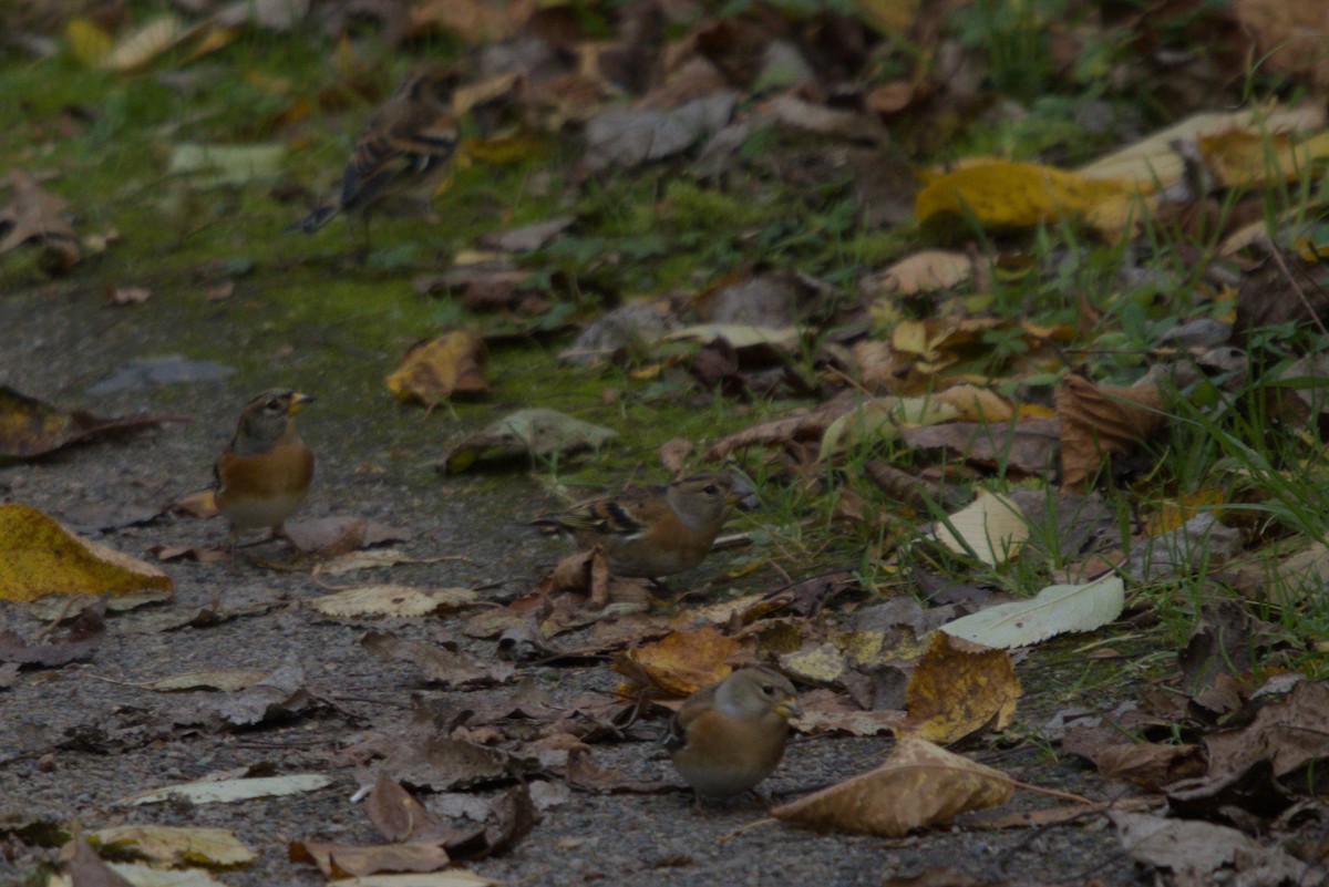 Brambling - ML644984810