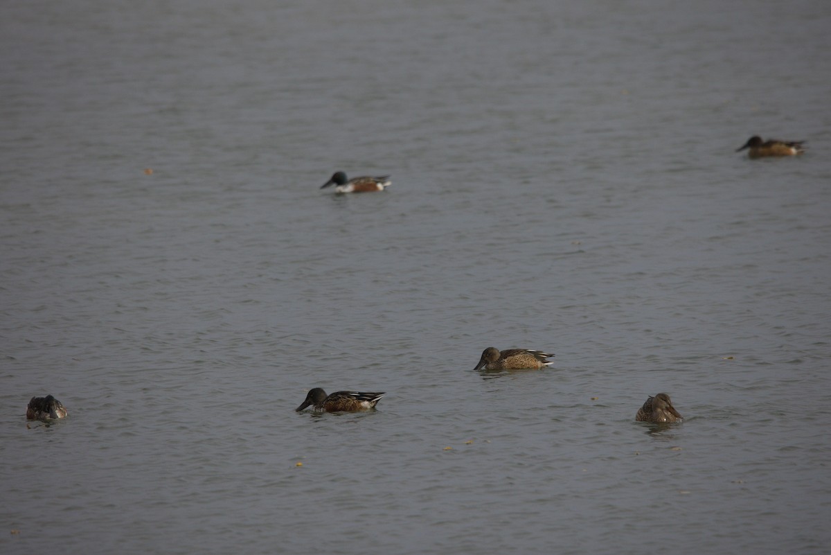 Northern Shoveler - ML644984822