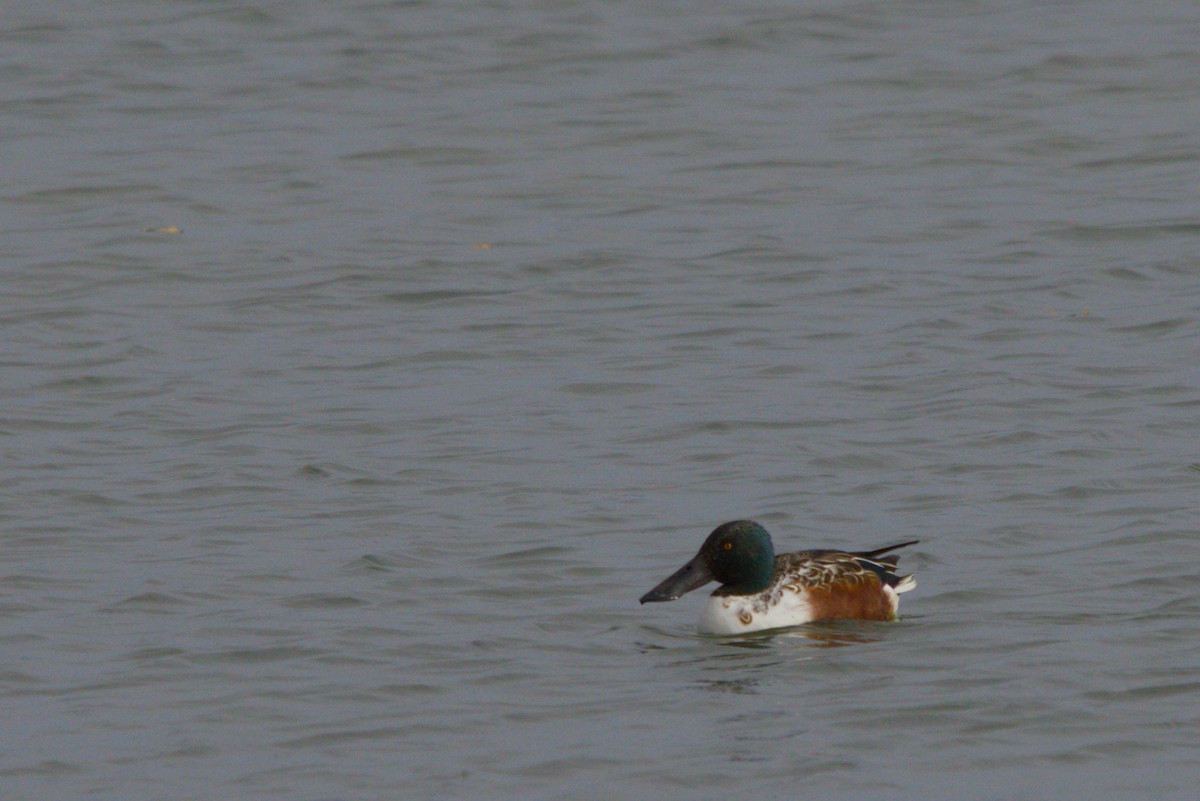 Northern Shoveler - ML644984829
