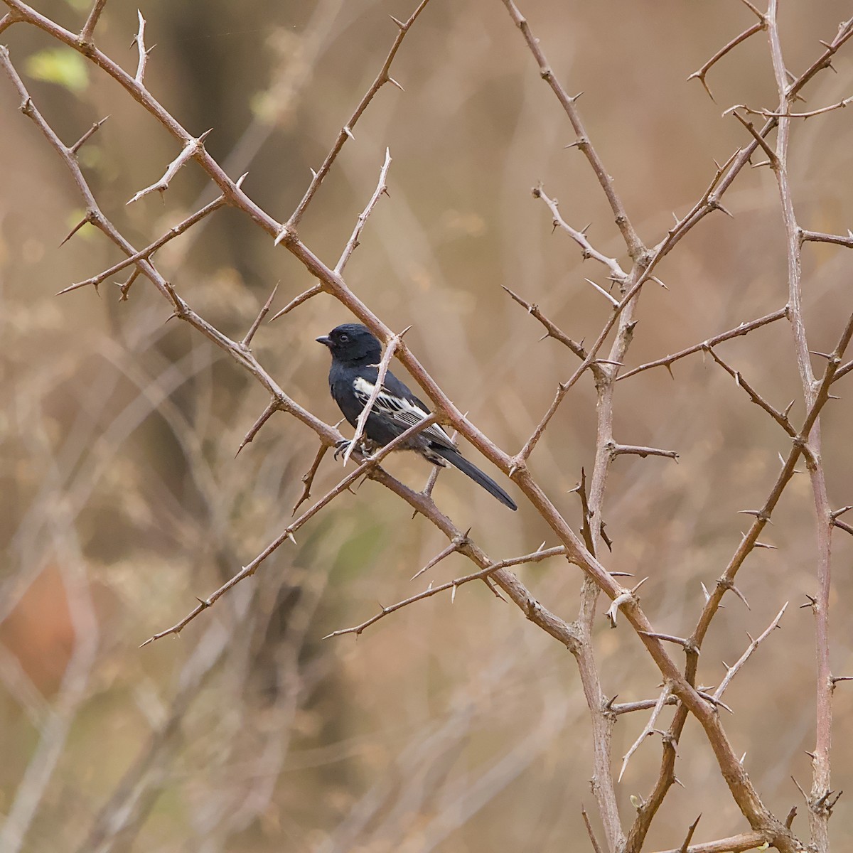 Southern Black-Tit - ML644984833