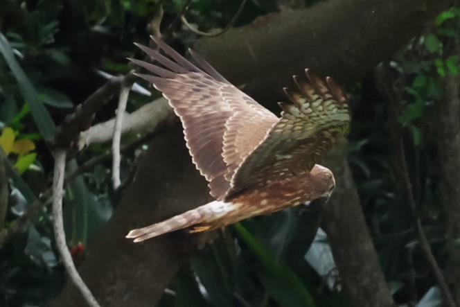 Pied Harrier - ML644984836