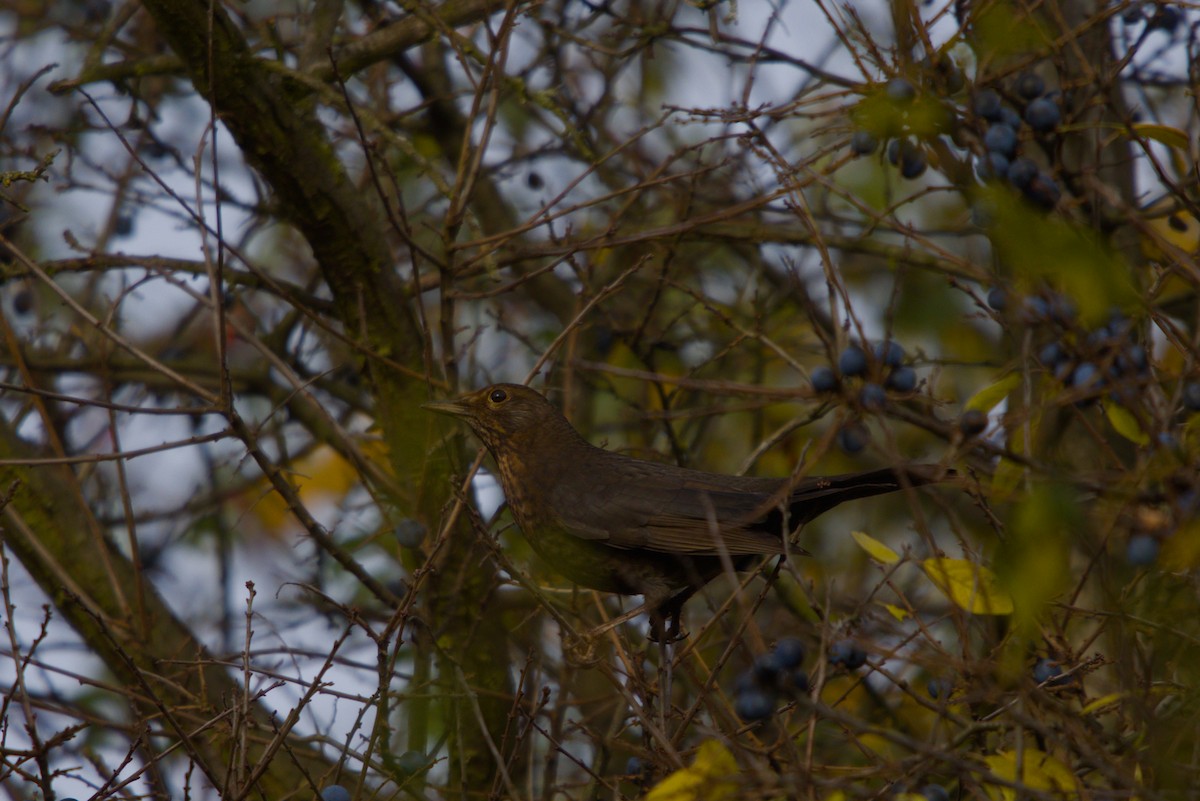 Eurasian Blackbird - ML644984848