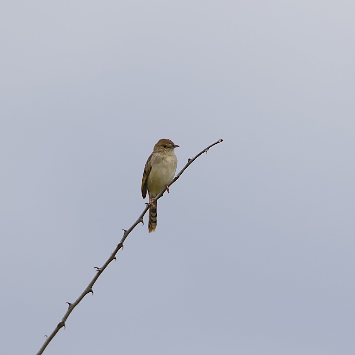 Rattling Cisticola - ML644984855