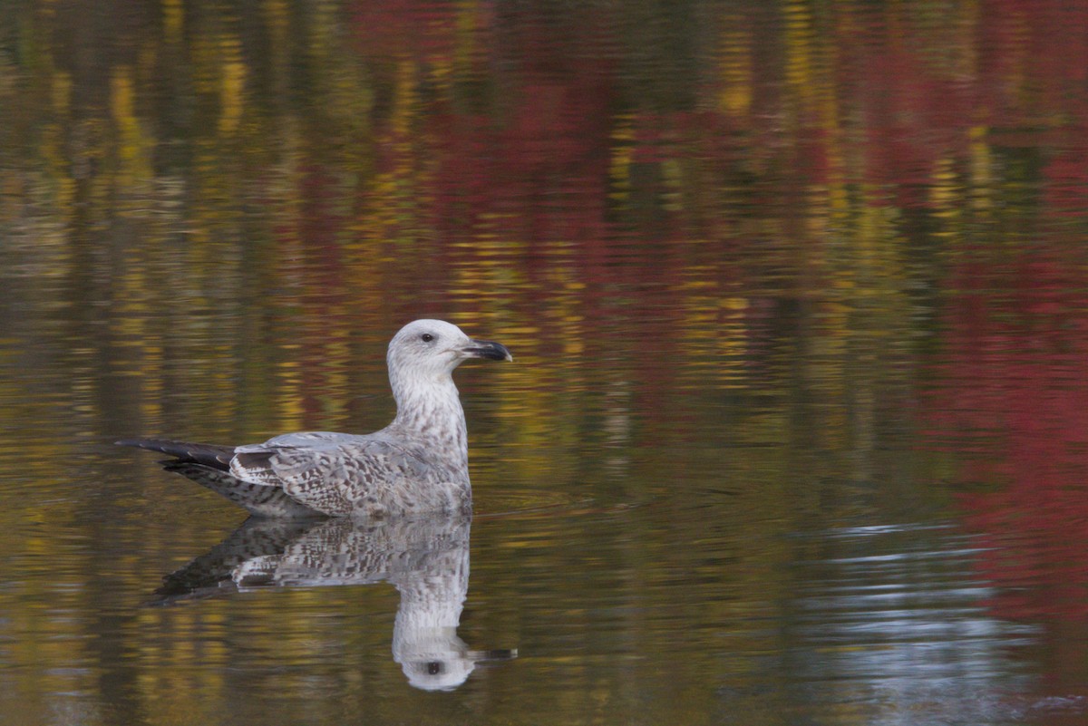 Caspian/European Herring/Yellow-legged Gull - ML644984886