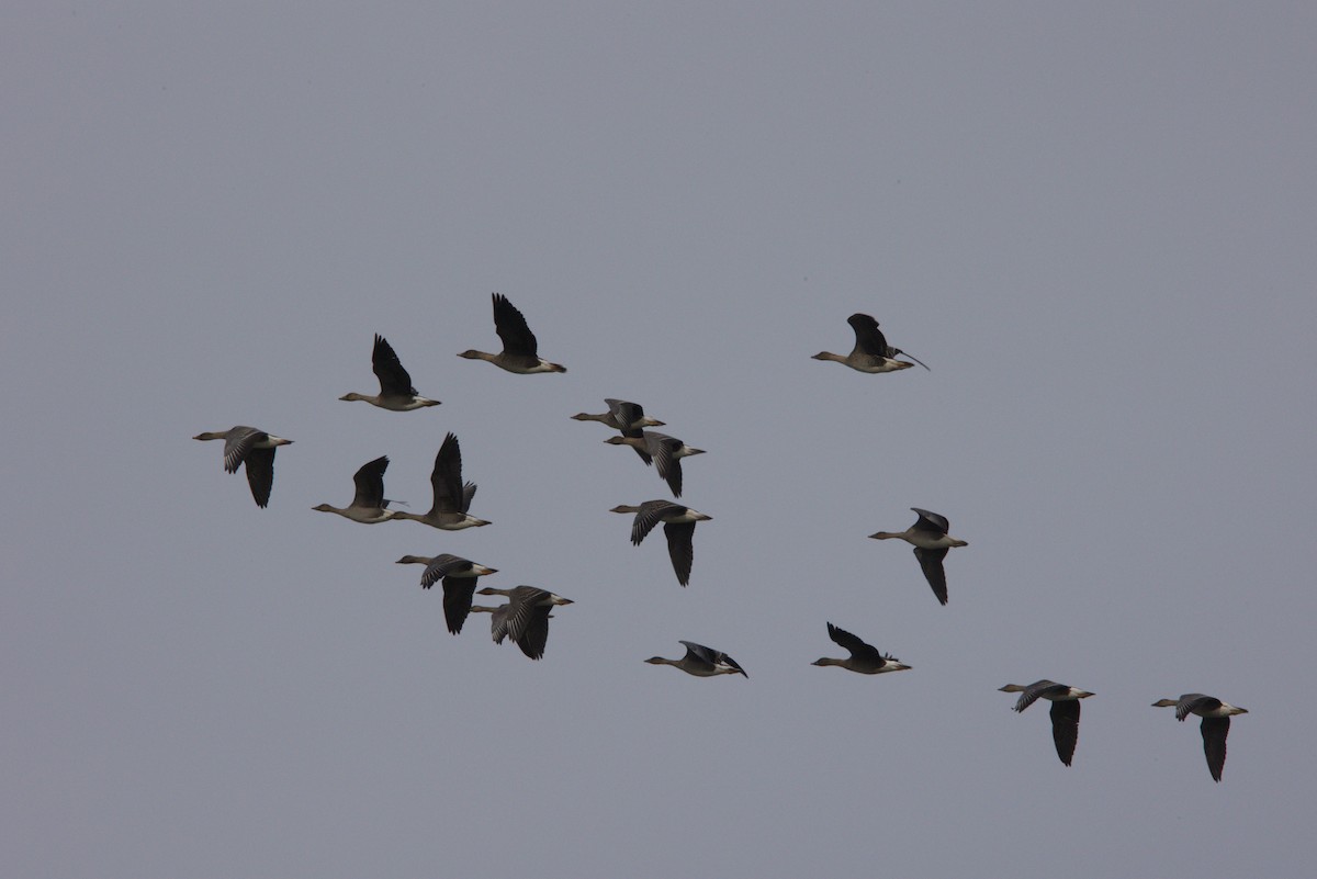 Tundra Bean-Goose - ML644984894