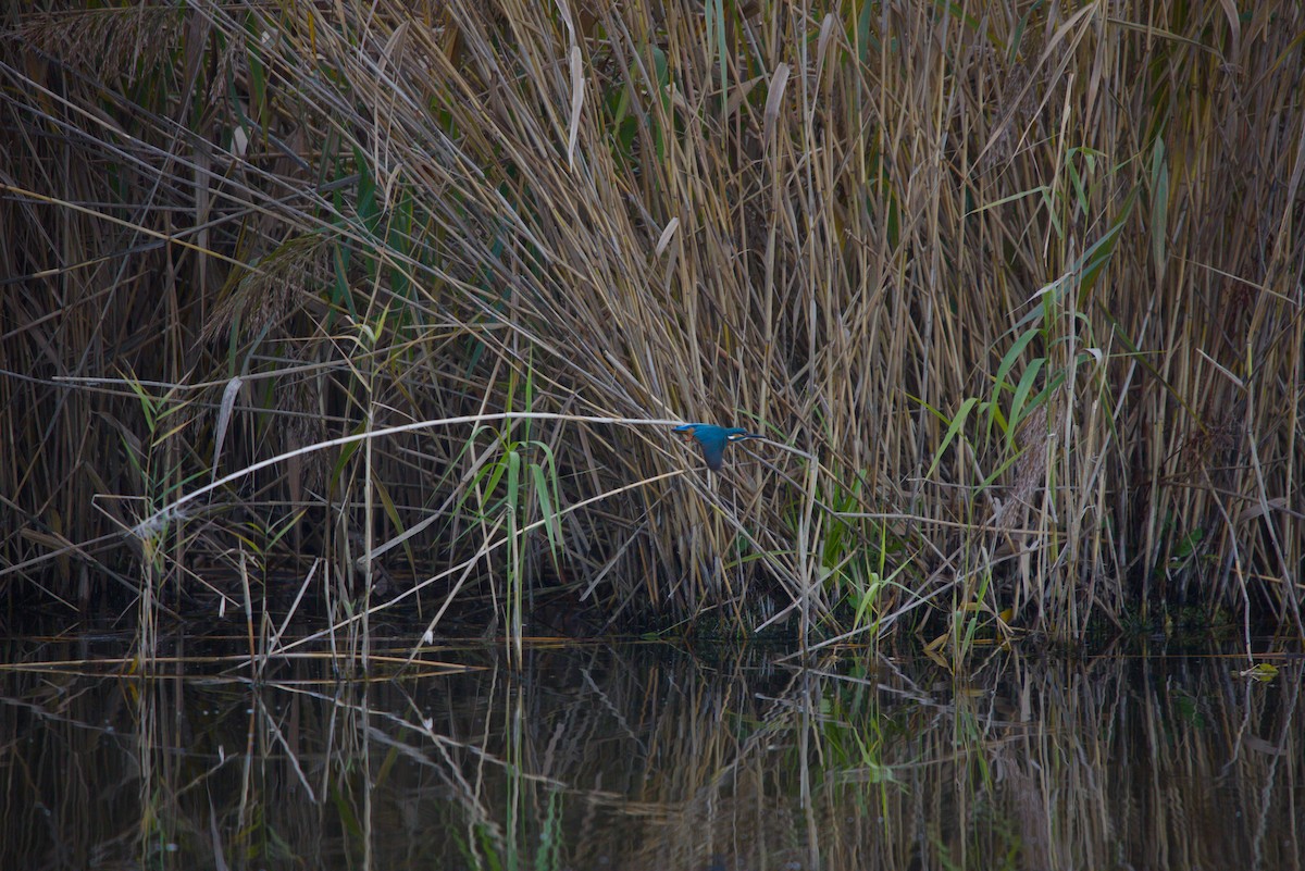 Common Kingfisher - ML644984900