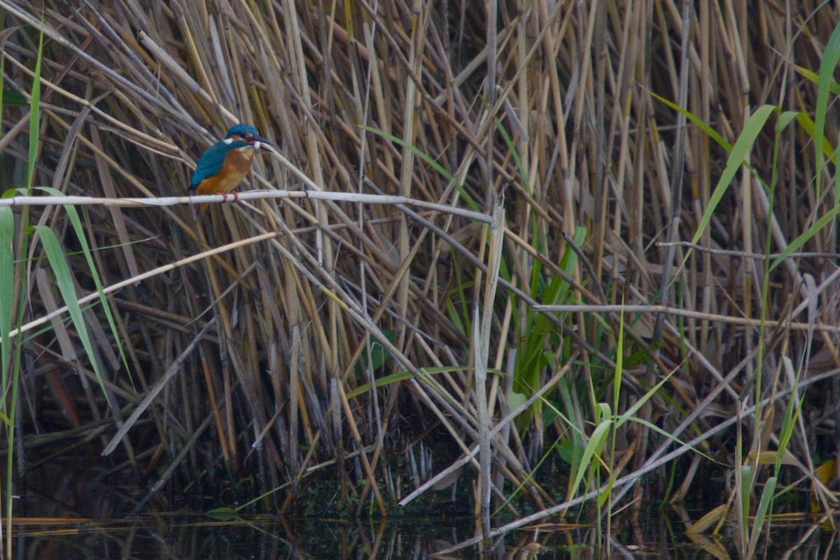 Common Kingfisher - ML644984901