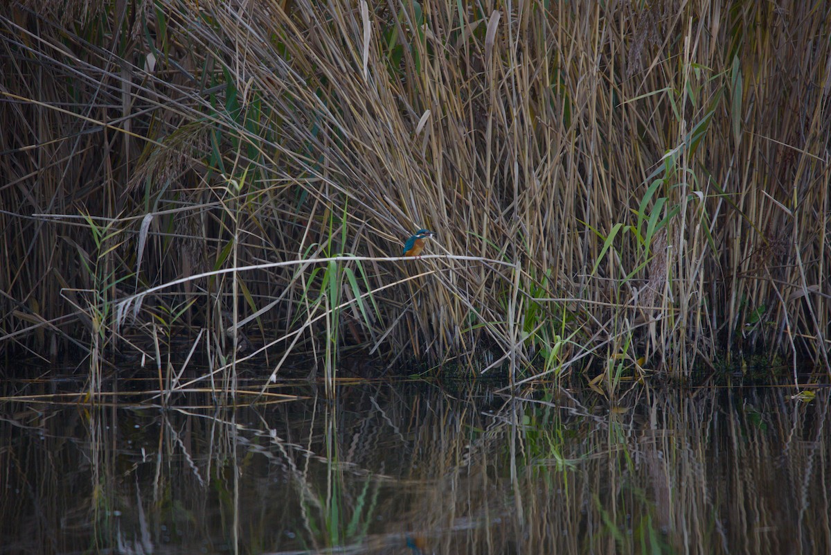 Common Kingfisher - ML644984907