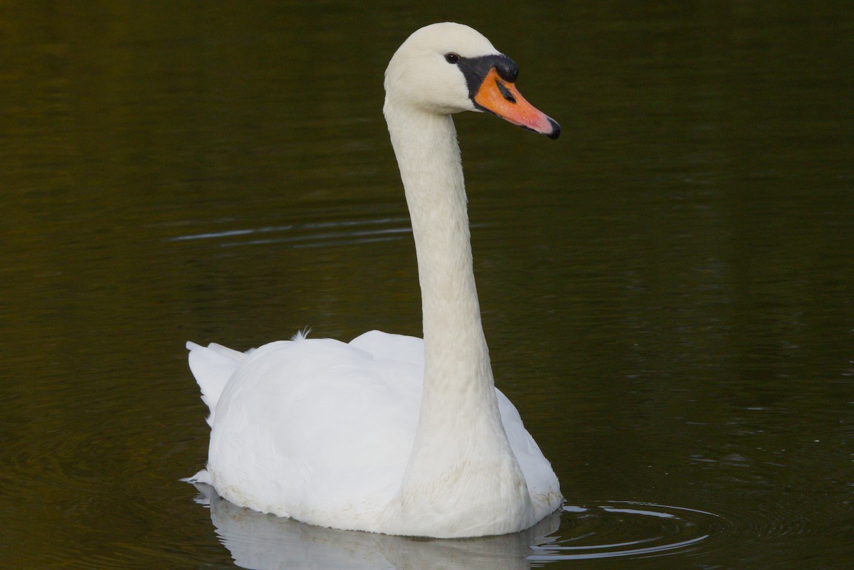 Mute Swan - ML644984909