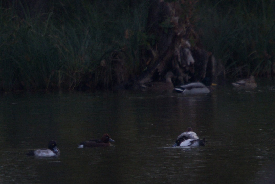 Ferruginous Duck - ML644984911