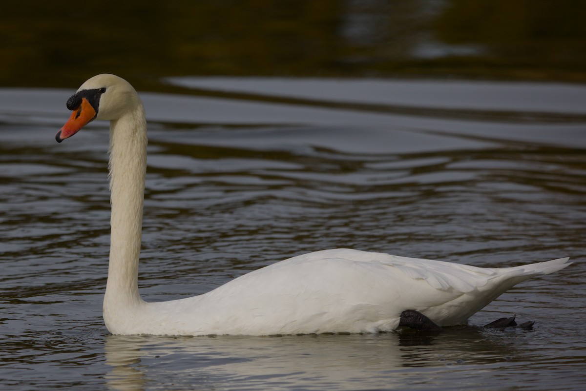 Mute Swan - ML644984919