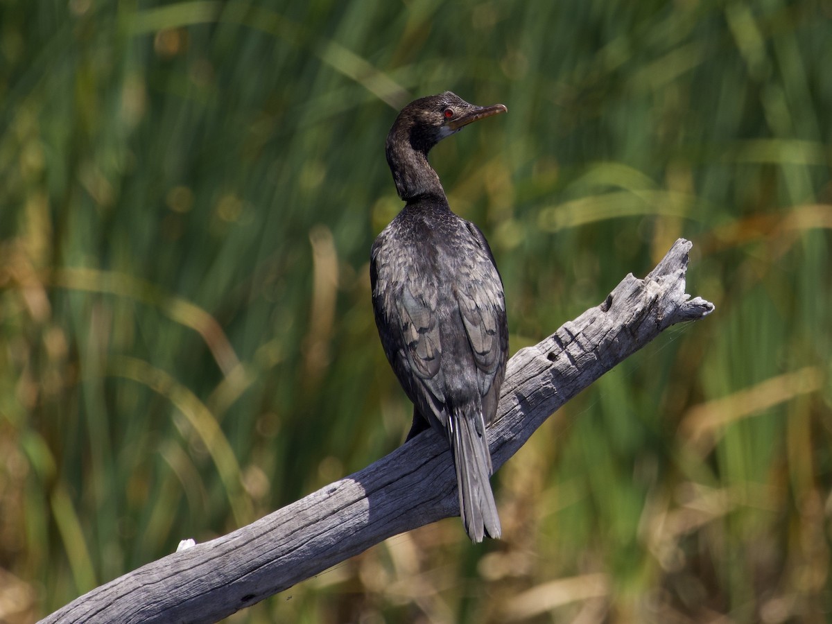 kormorán dlouhoocasý - ML644984927