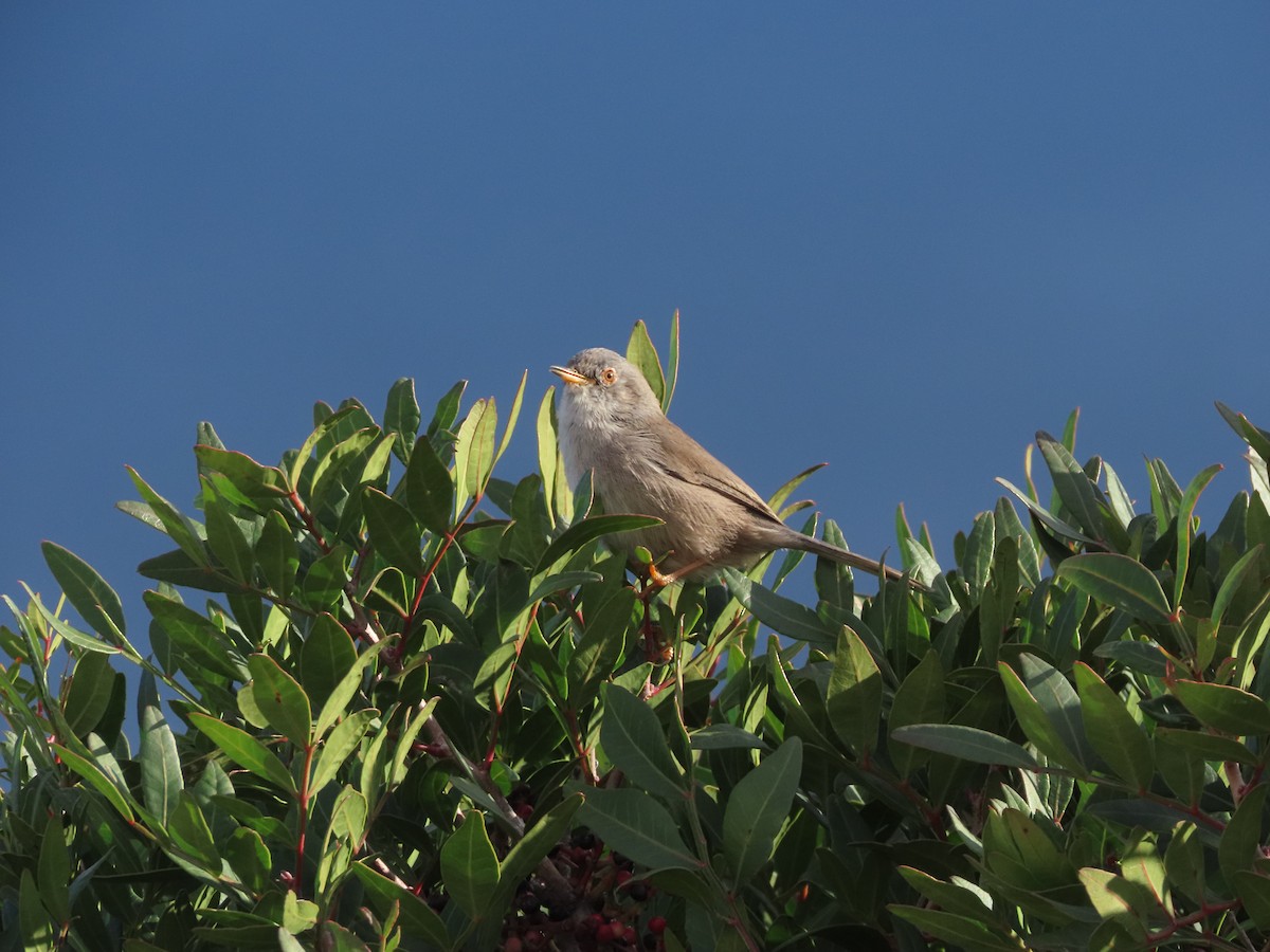 Balearic Warbler - ML644984933