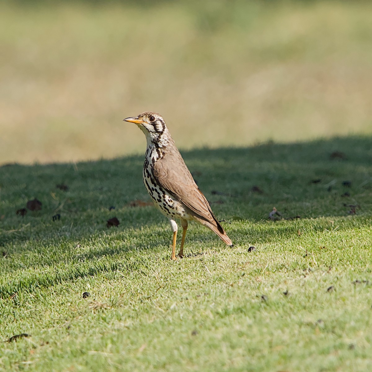 Groundscraper Thrush - ML644984940