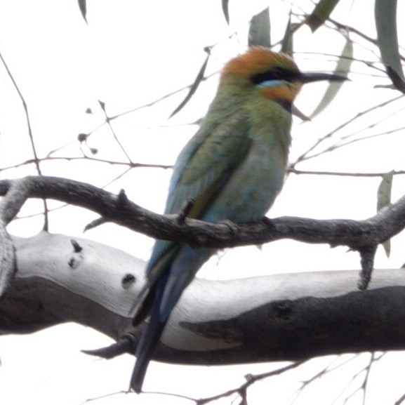 Rainbow Bee-eater - ML644984977