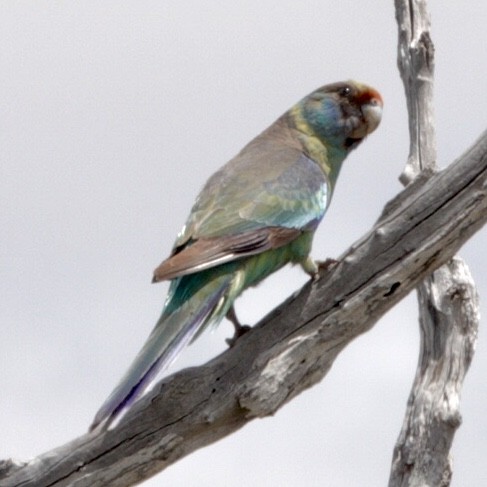 Australian Ringneck (Mallee) - ML644984979