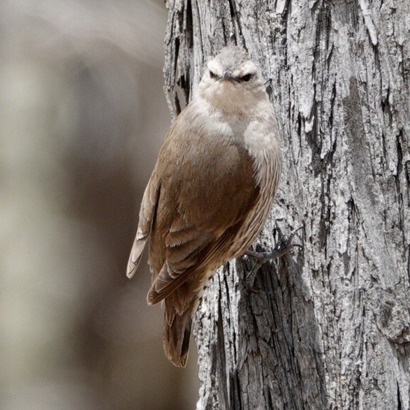 Brown Treecreeper - ML644984985