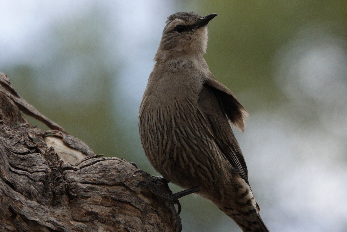 Brown Treecreeper - ML644984986