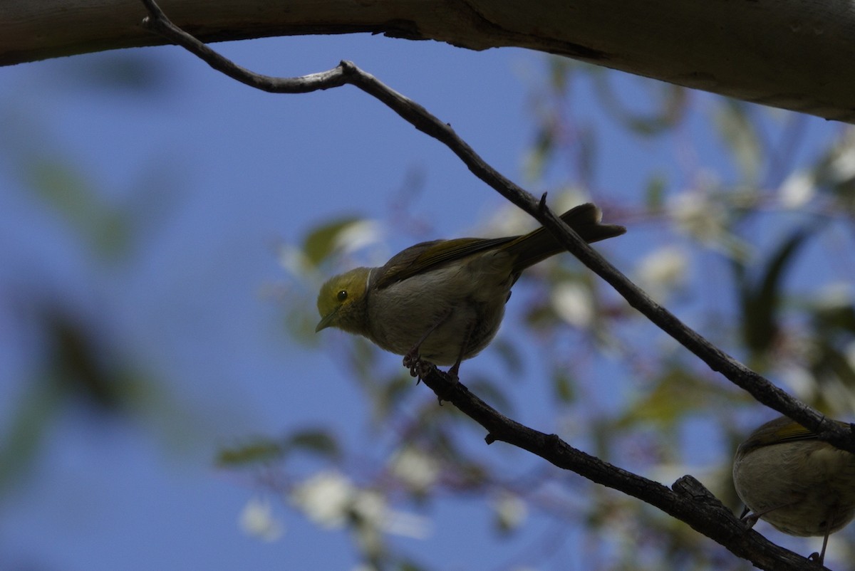 White-plumed Honeyeater - ML644984999