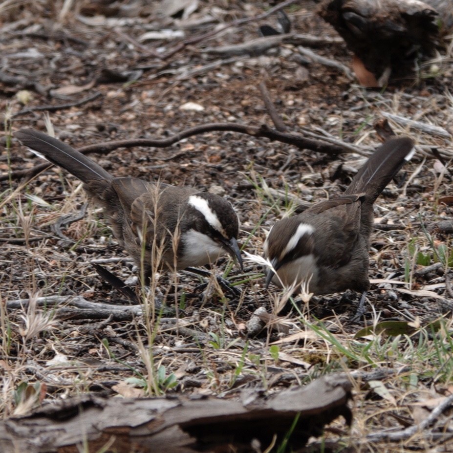 White-browed Babbler - ML644985003