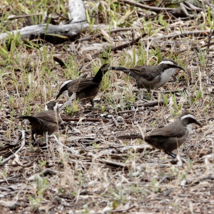 White-browed Babbler - ML644985004
