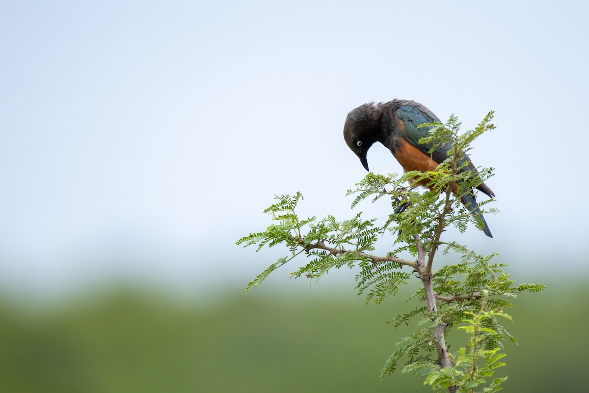 Choucador à ventre roux - ML644985006