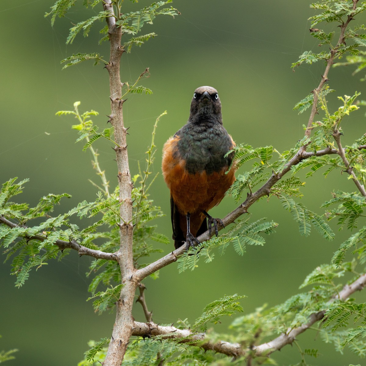 Choucador à ventre roux - ML644985007