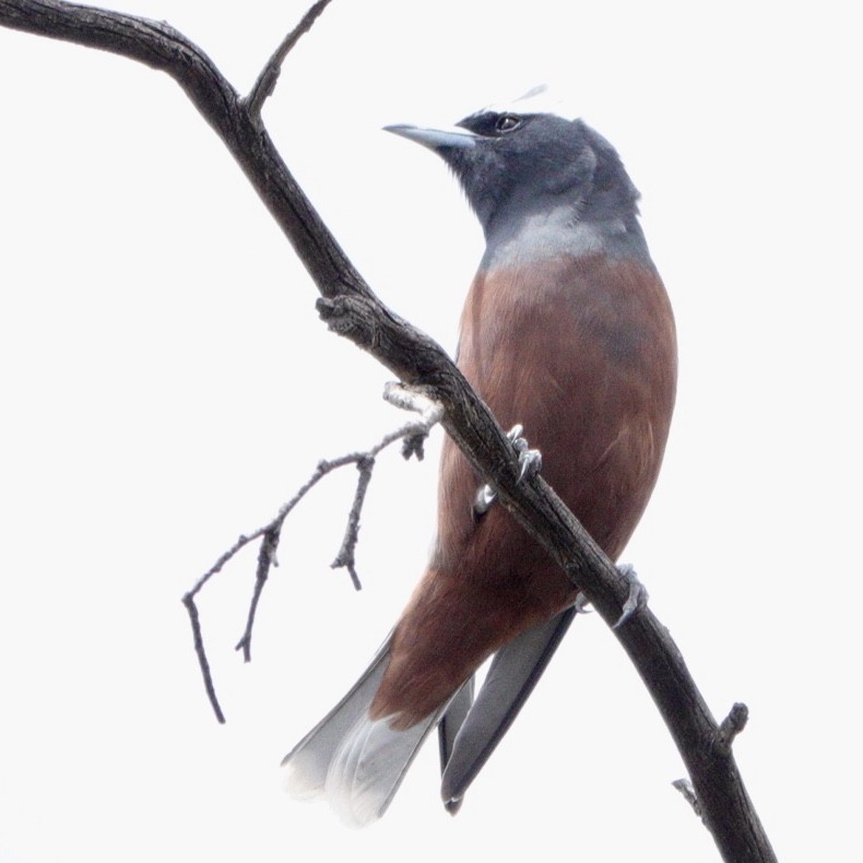 White-browed Woodswallow - ML644985012