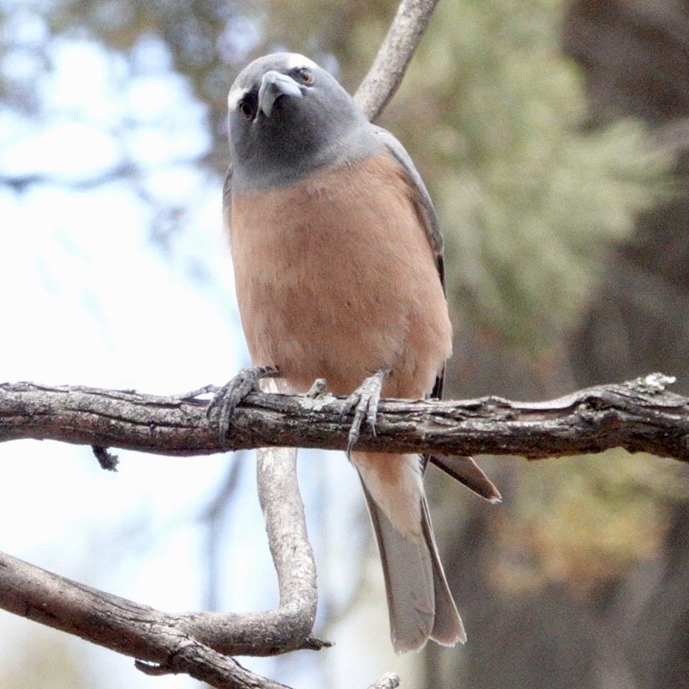 White-browed Woodswallow - ML644985013