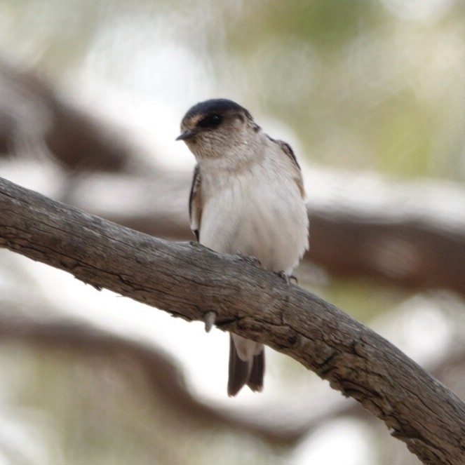 Tree Martin - ML644985018