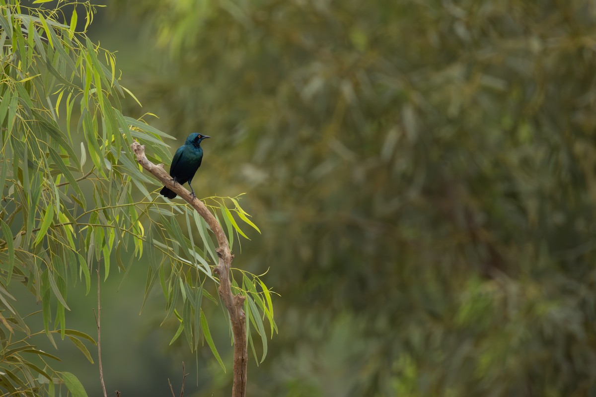 Greater Blue-eared Starling - ML644985019